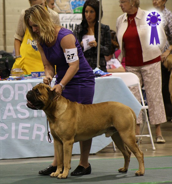 MYSTICAL'S DIGGING FOR YOUR DREAMS CGC - RESERVE WINNERS DOG