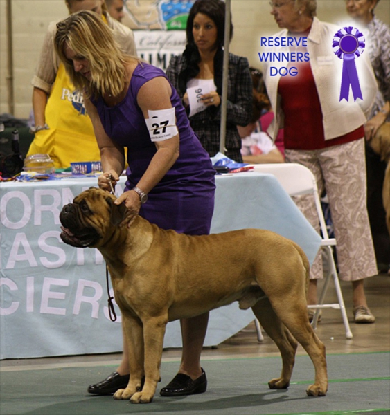 MYSTICAL'S DIGGING FOR YOUR DREAMS CGC - RESERVE WINNERS DOG