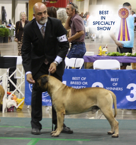 GCH HOLLYWOOD - BEST IN SPECIALTY SHOW