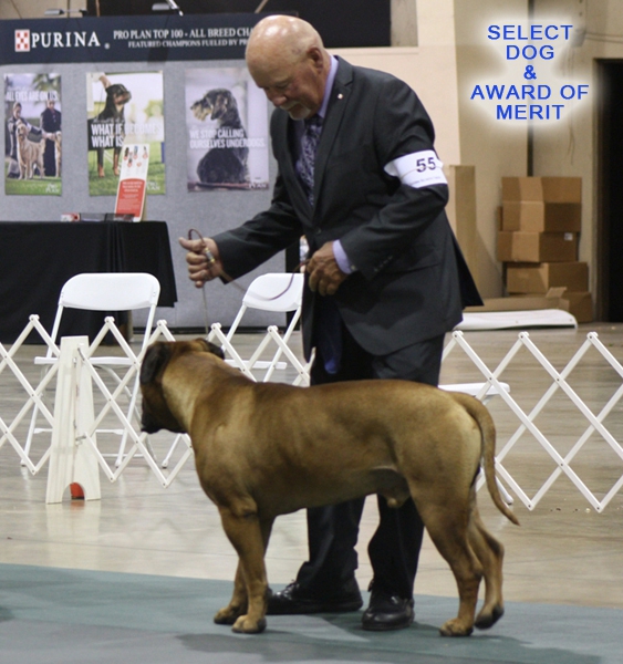 GCH RIDGETOP'S FROM RUSSIA WITH LOVE - SELECT DOG & AWARD OF MERIT